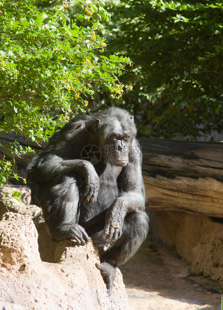 黑猴黑色灵长类俘虏动物园生活荒野动物哺乳动物森林绿色图片