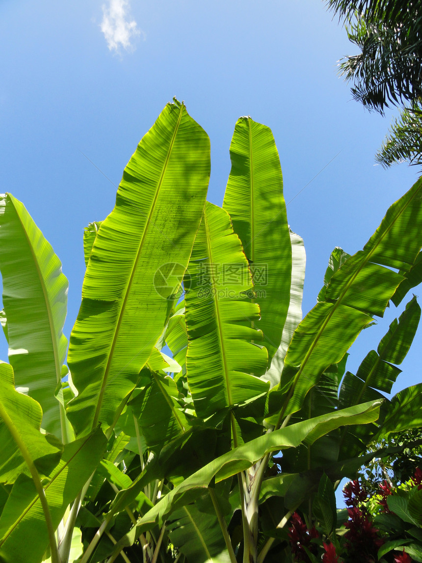 热带热带植物花园雨林绿色叶子天空树叶动物群蓝色图片