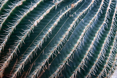 Cactus 上刻特写背景图片