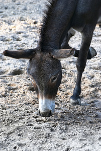 驴子乡村骡子毛皮耳朵哺乳动物屁股生物宠物乐趣动物背景图片