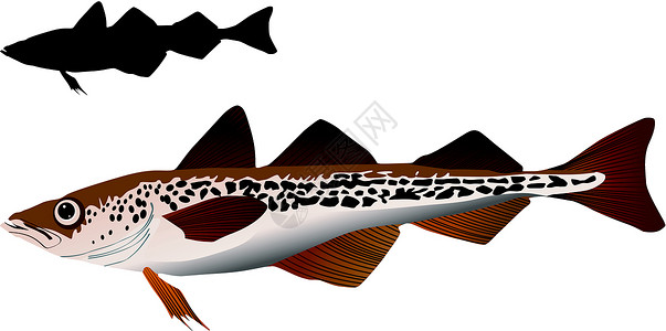 炸鳕鱼阿拉斯加花粉矢量图像网络艺术食物白斑漂浮荒野游泳生活动物角膜插画