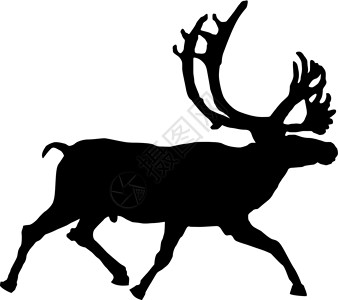 斯科格斯杜白色背景驯鹿矢量插图(以白种背景说明)设计图片