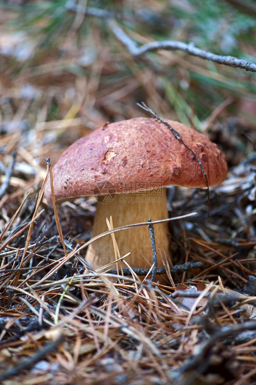 蘑菇树叶苔藓植物季节照片森林植物学收成图片