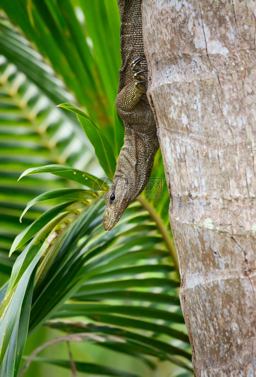 带宽监视器蜥蜴捕食者舌头危险荒野手表椰子尾巴棕榈巨蜥坚果图片