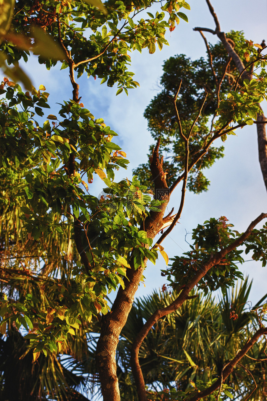 泰林热带阳光太阳灌木丛照片旅行叶子爬坡树干丛林图片