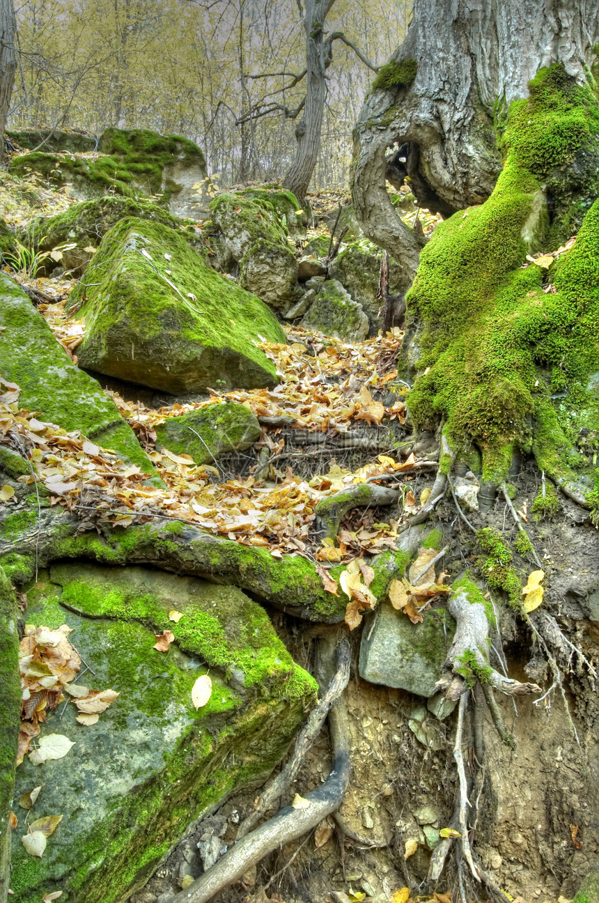 蚊子和树根行星墙壁植物地形巨石生活花园迷雾苔藓叶子图片