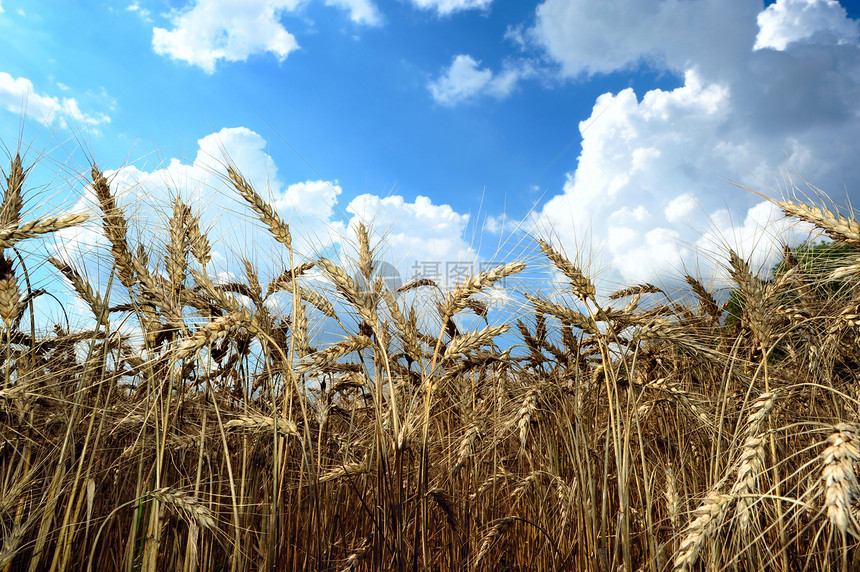 夏季外地面包金子国家植物农业蓝色天空生长黄色种子图片