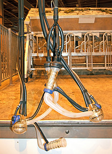 自动挤奶机山羊牛奶配种饲养员农场生产奶牛推介会高清图片