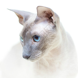 无毛猫眼睛奢华动物短发椅子爪子成套好奇心蓝色鼻子背景图片