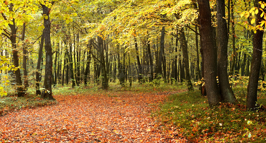 秋季全景森林冥想树木树叶场景季节牧歌木头黄色公园图片