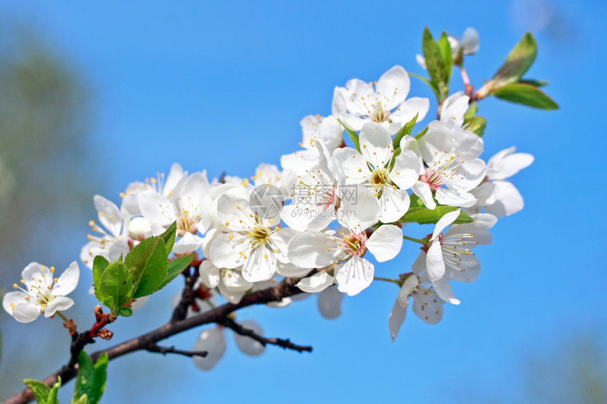 苹果树 一堆白花图片