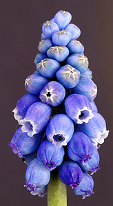 穆斯卡里花瓣蓝色花园号角植物背景图片