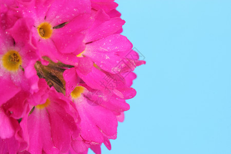 Primula 尖牙植物粉色花瓣花园草本细齿鸡腿背景图片