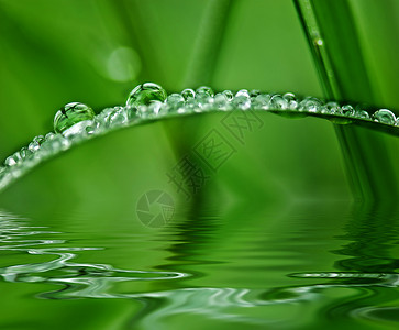 雨之后的草草环境绿色公园水滴花园材料背景图片