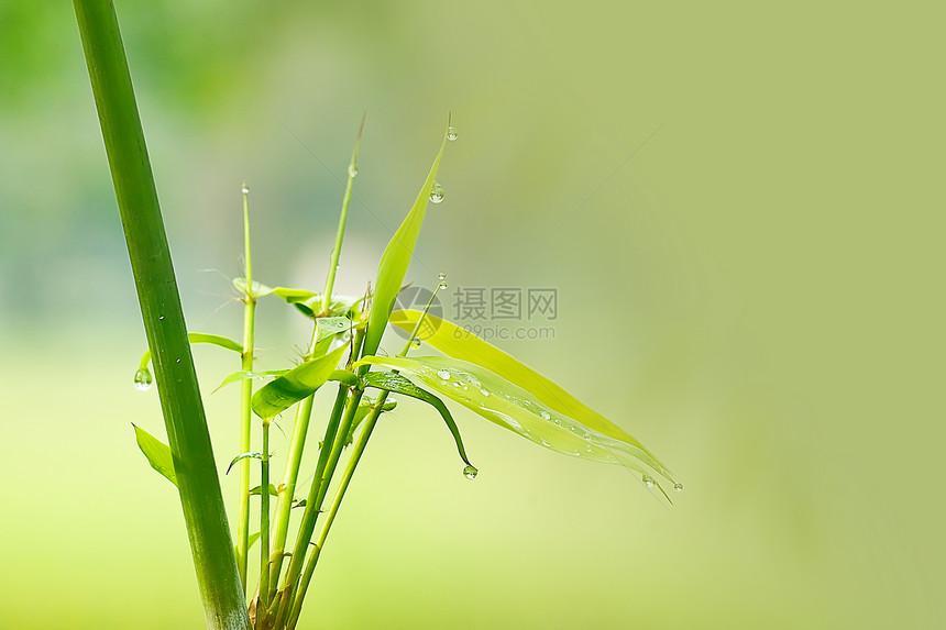 雨后竹子花园公园绿色环境场地水滴材料图片