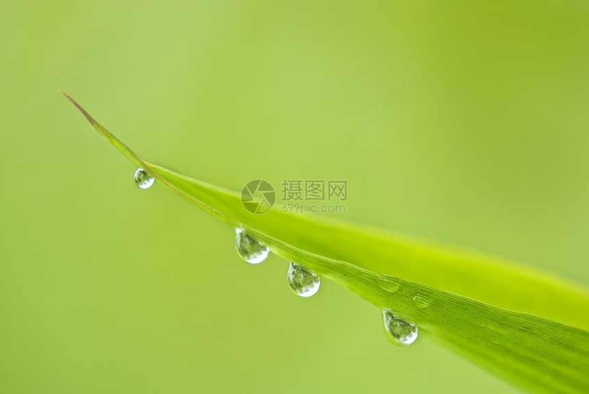 雨后竹子环境绿色水滴花园场地公园材料图片