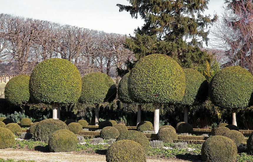 法式花园 箱木的胡巷灌树植被尺寸灌木公园城堡车道修剪图片