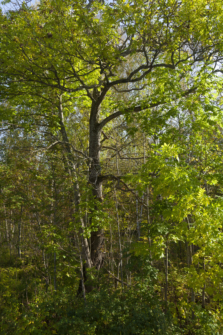 长绿树美丽分支机构叶子木头荒野季节阳光环境森林树叶图片