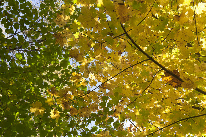 黄和绿秋叶树叶黄色公园环境森林植物季节宏观照片橙子图片