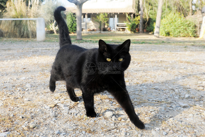 黑猫男性眼睛宠物动物花园黄色房子警觉图片