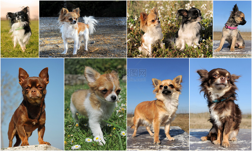 吉华人犬类场地成人棕色伴侣白色动物宠物团体图片