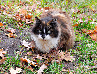猫和秋天软垫雄猫高清图片
