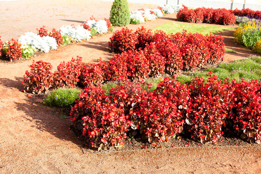 红花花白色植物群花坛黄色红色花朵阳光花园衬套晴天图片