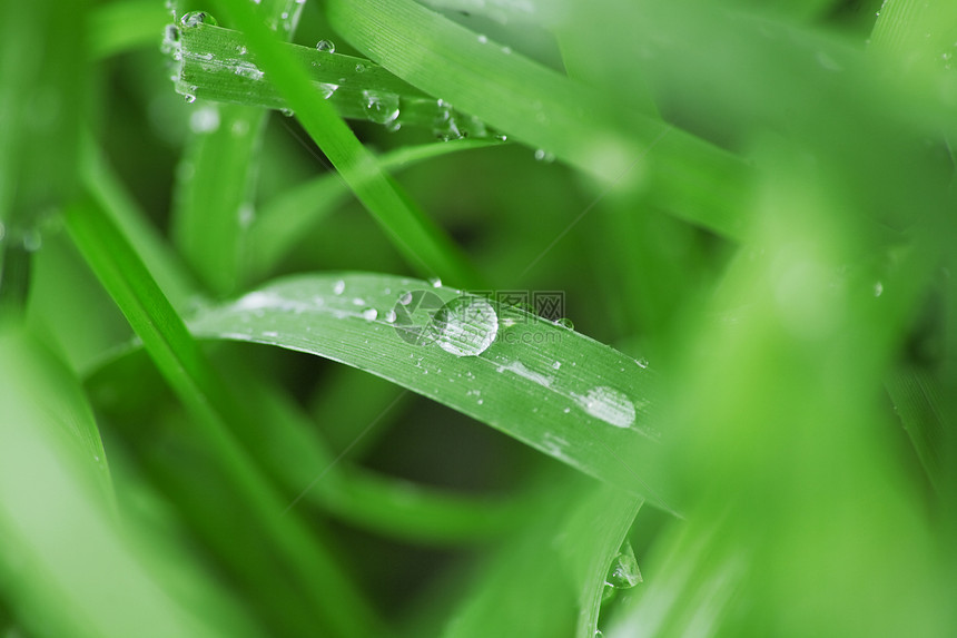 绿色草叶上有雨滴静脉框架液体生活植物生态飞沫活力环境刀片图片