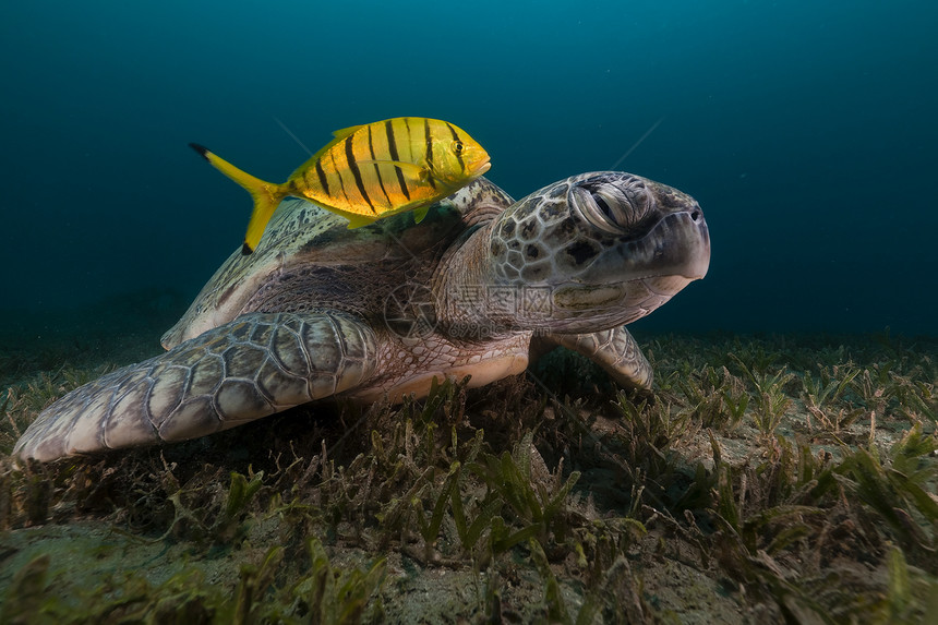 绿海龟和红海的漂流天堂动物蓝色海洋盐水植物潜水太阳场景太阳光图片