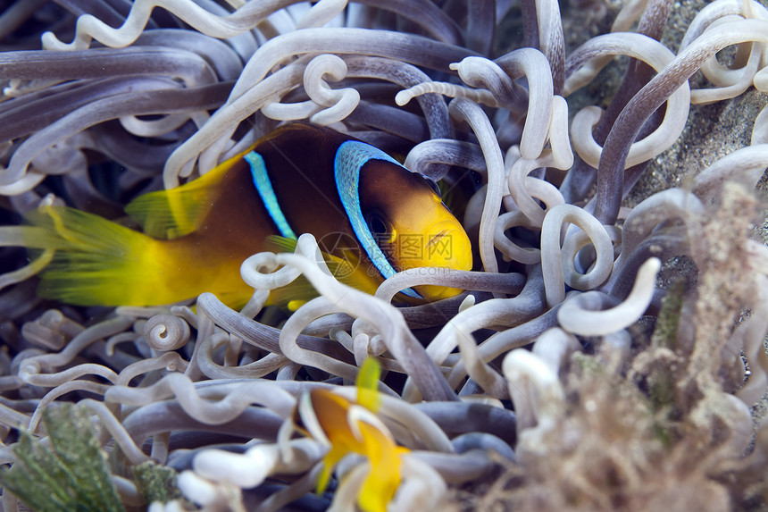 皮革阿内蒙的海葵鱼图片