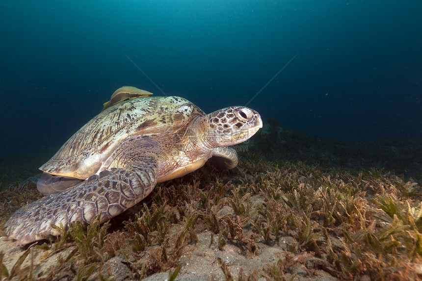 绿海龟和红海的漂流蓝色动物太阳情调天堂异国热带潜水珊瑚阳光图片