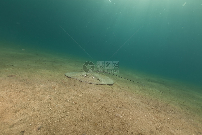 红海的深点刺青射线珊瑚盐水旅行蓝色潜水太阳海景异国热带图片