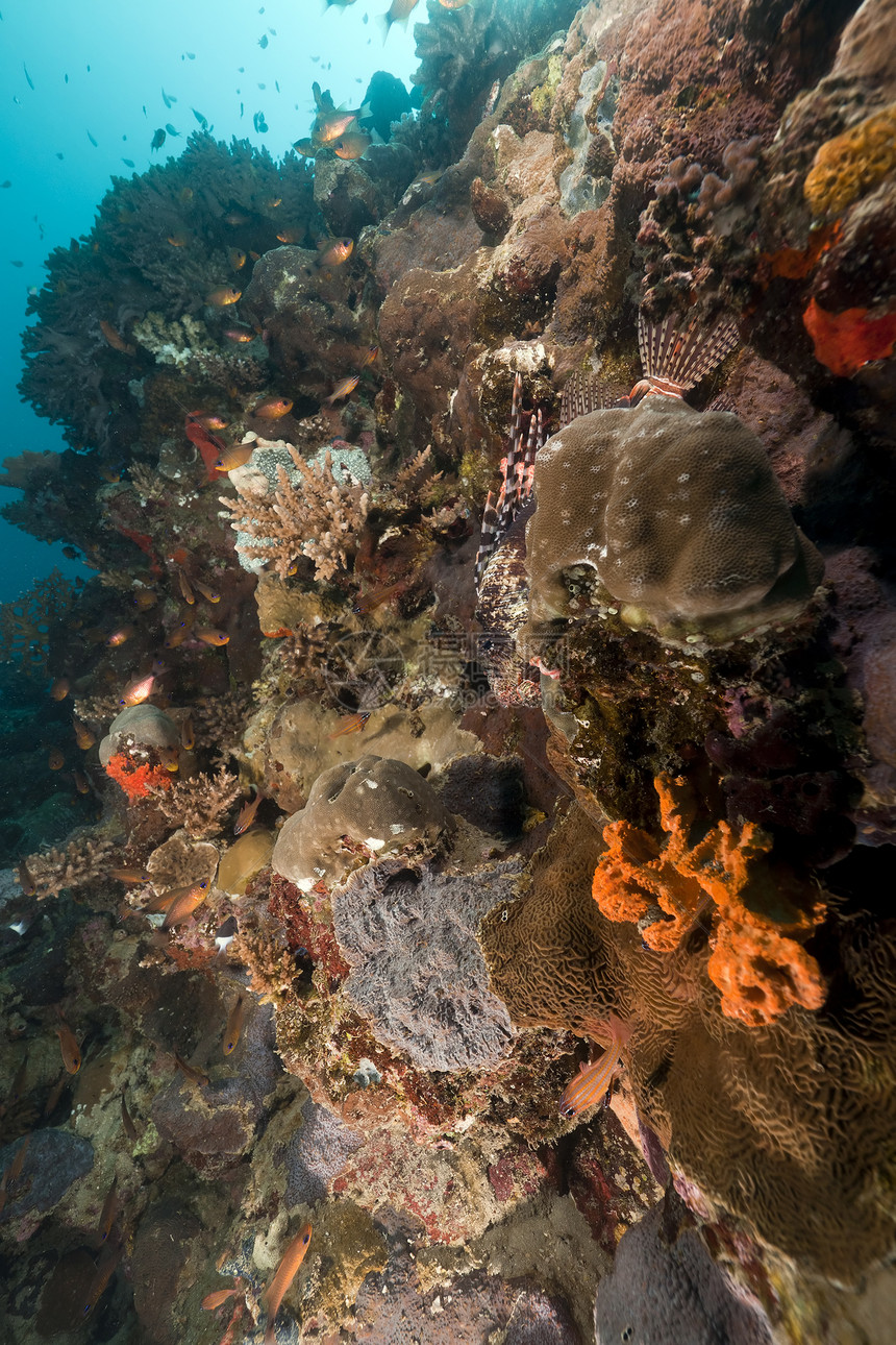 红海热带鱼类和珊瑚海洋植物旅行潜水异国天堂情调海景太阳场景图片