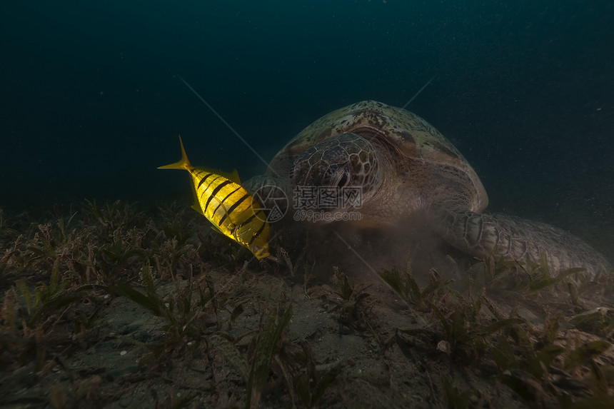绿海龟和红海的漂流生活动物热带海景盐水珊瑚太阳异国潜水植物图片