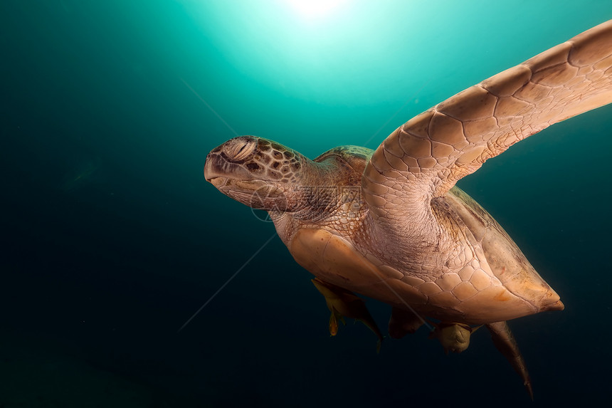 红海绿龟植物天堂动物潜水场景盐水珊瑚蓝色热带太阳光图片