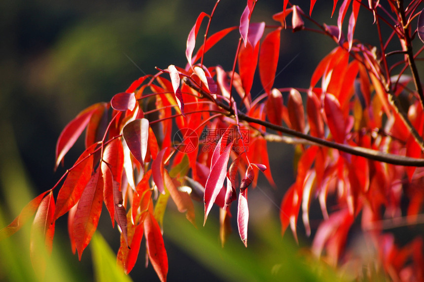 秋天红叶森林橙子植物学树叶场景叶子阳光植物生长蓝色图片