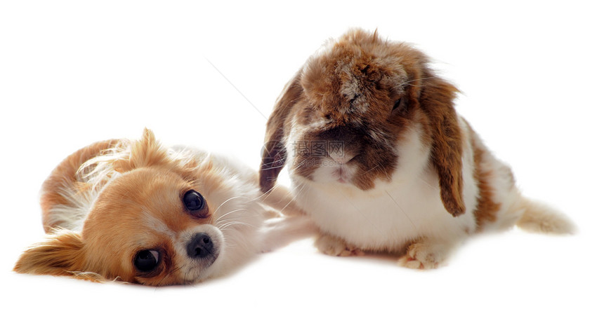 和拉普兔犬类棕色友谊伴侣工作室白色侏儒耳兔动物宠物图片