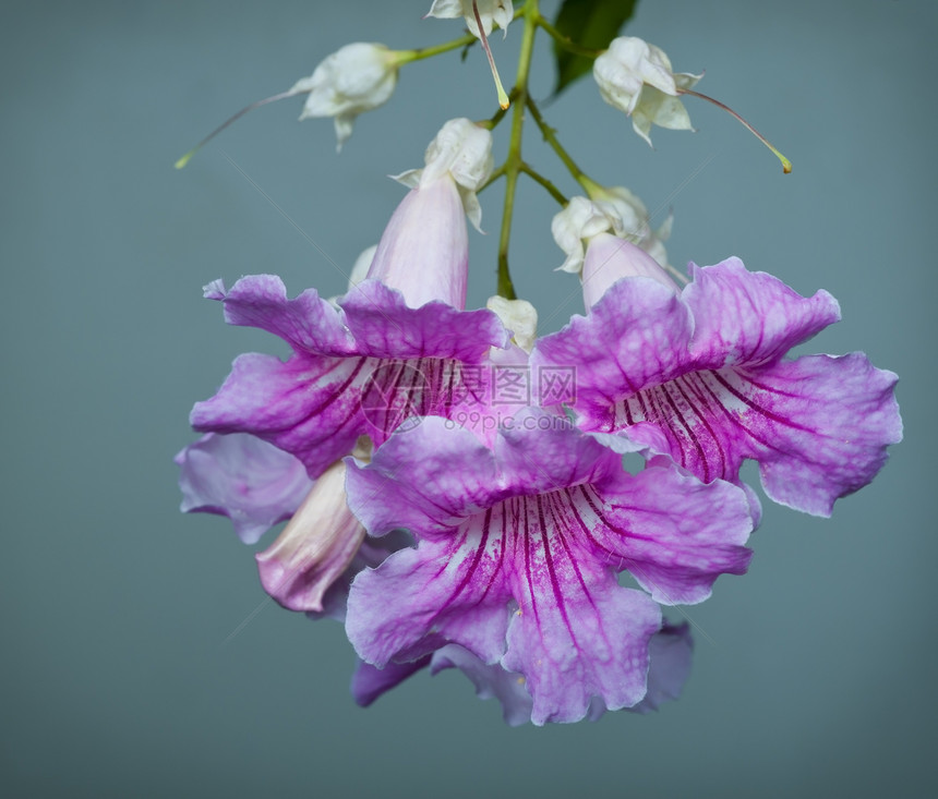 鲜花花瓣粉色紫色团体绿色场地美丽图片