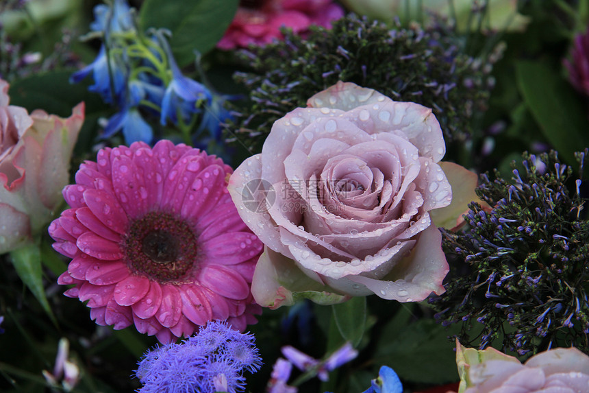 紫玫瑰和粉红色梅花阵雨玫瑰植物学粉色花店水滴花瓣花束绿色植物图片