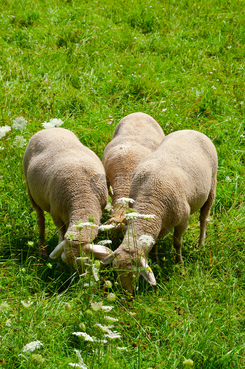 阿尔卑山草地干草农田农场农村季节内存母羊高山羊肉哺乳动物图片