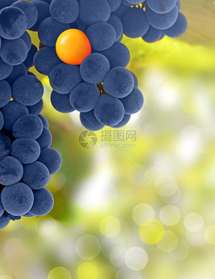 黄色葡萄和紫色葡萄-脱颖而出的概念图片
