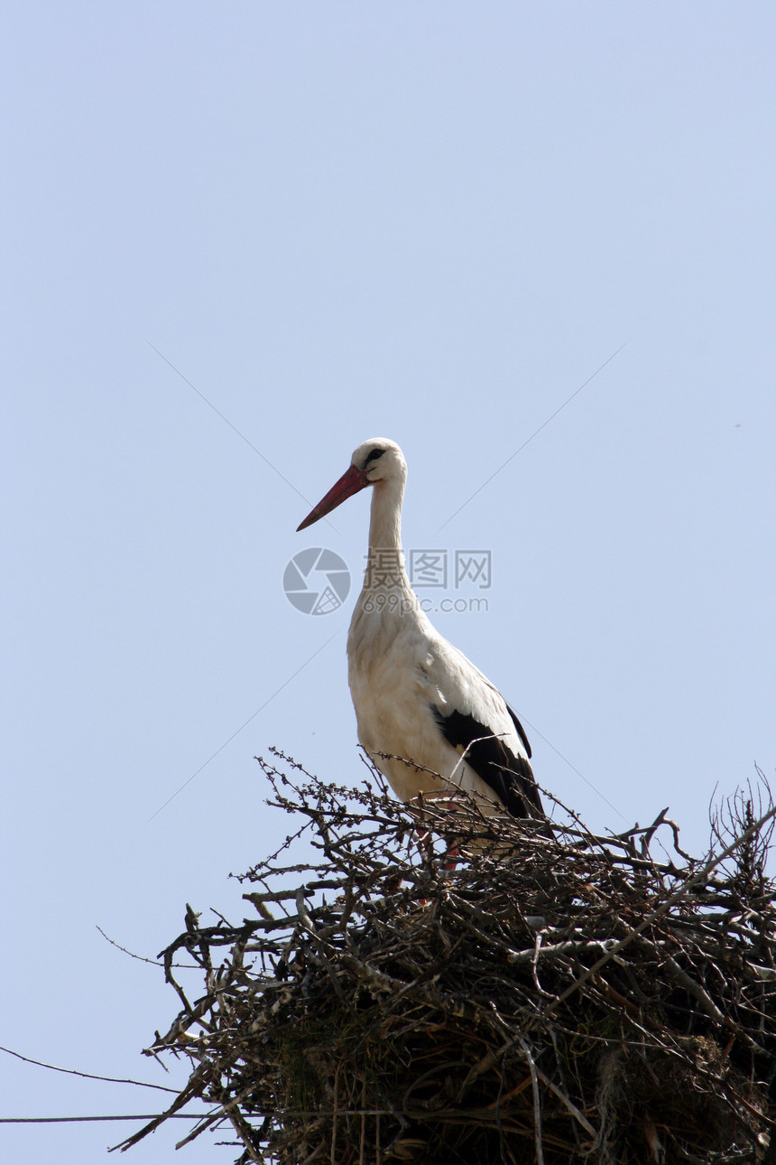 筑巢时的天空蓝色动物群鸟类灌木家庭夫妻白色野生动物图片