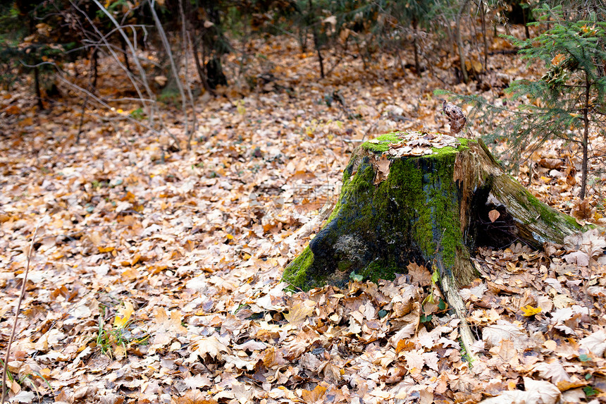 堆压蓝色棕色植物群树桩水平寂寞衬套木头森林绿色图片