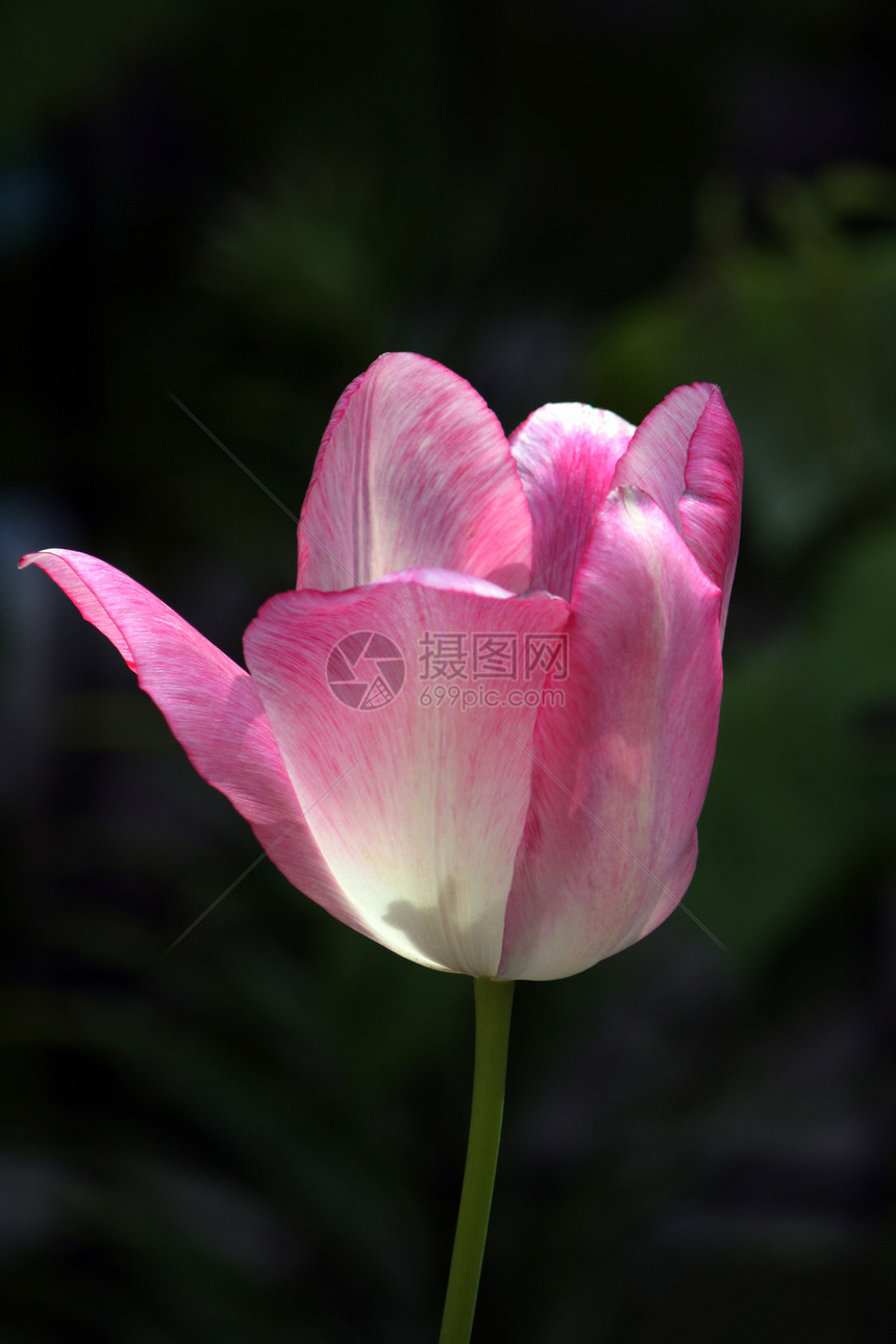 花朵黄色花园照射阳光场地紫色植物群粉色背光园艺图片