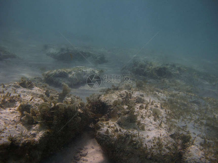 珊瑚礁景观游泳海绵珊瑚海洋异国情调环境潜水生活风景图片