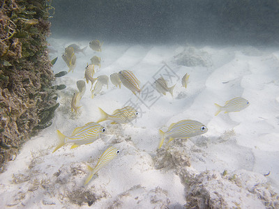 法语方格情调风景游泳珊瑚海绵环境异国咕噜潜水员海洋高清图片