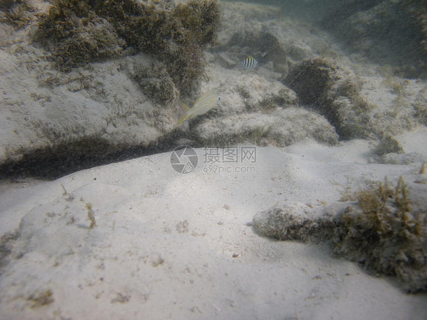 有点细小的鱼孔异国海绵呼吸管环境情调潜水员珊瑚潜水风景生活图片