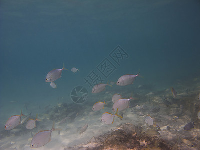 鱼类学校潜水情调海洋珊瑚生活海绵游泳呼吸管异国风景高清图片