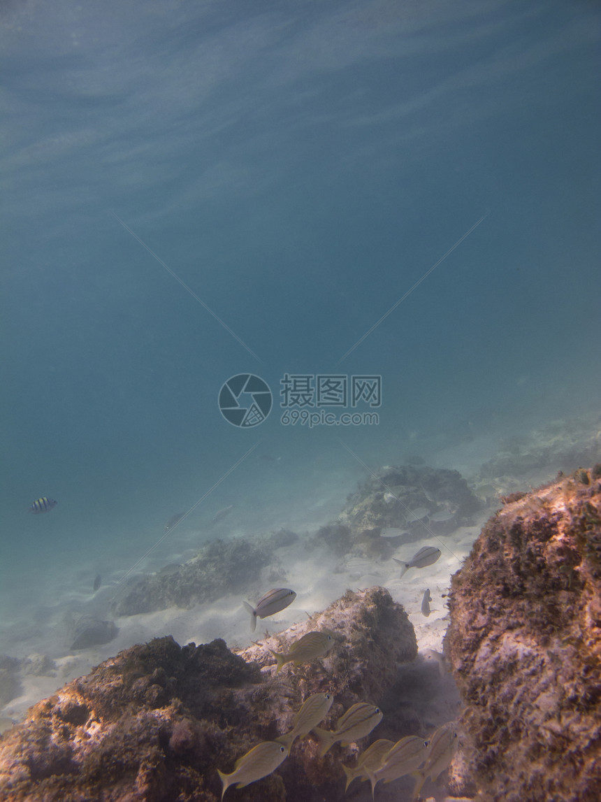 珊瑚礁中的鱼类环境异国情调潜水员咕噜海绵珊瑚生活潜水呼吸管图片