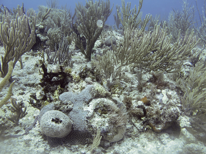珊瑚礁家园图片
